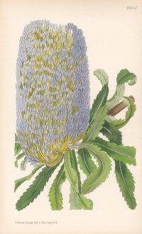 3 Banksia Srrata